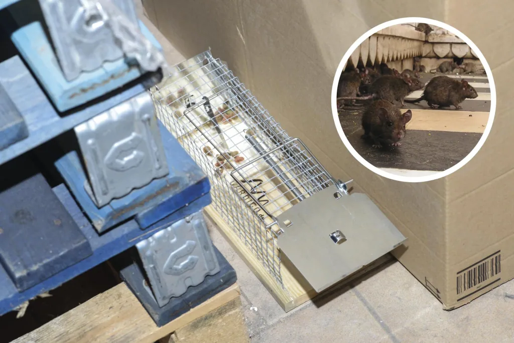 Ratten Lebendfalle Käfig
