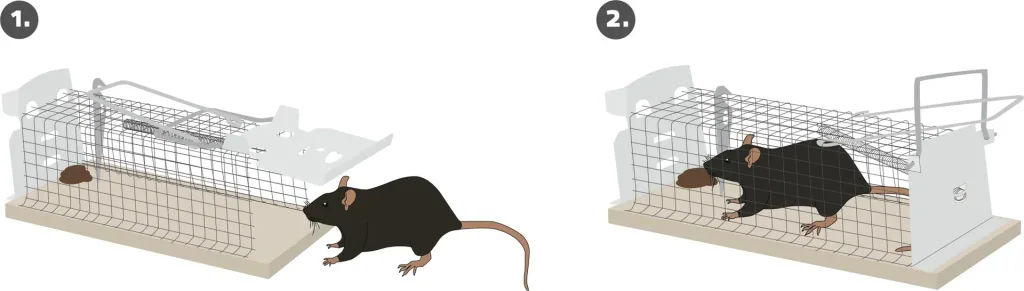 Ratten Lebendfalle Käfig