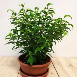 Flower-up Trauerfeigen Ficus Benjamina 3 Stück 25-35 Cm Ficus benjamina Grün Kinky, Kinky & Natasja