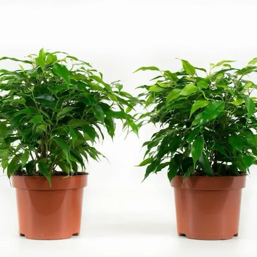 Flower-up Trauerfeigen Ficus Benjamina 3 Stück 25-35 Cm Ficus benjamina Grün Kinky, Kinky & Natasja
