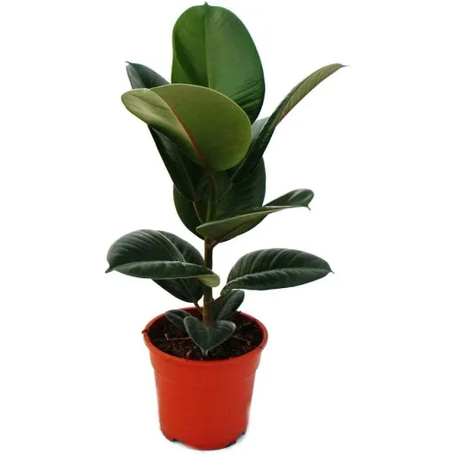 lower-up Gummibäume Zimmerpflanzen Ficus Elastica Set 4 Stück 30-40Cm 2x Ficus elastica Abidjan 2x Ficus elastica Tinek