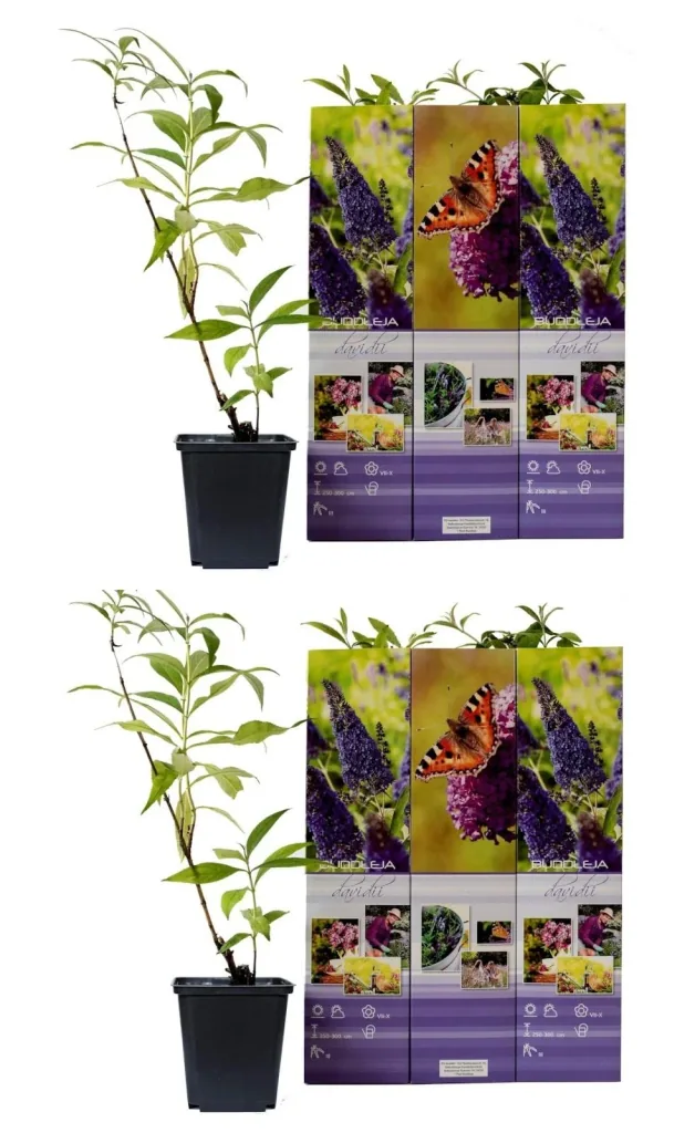 Flower-up 6er-Set Schmetterlingsbüsche 30-40 cm