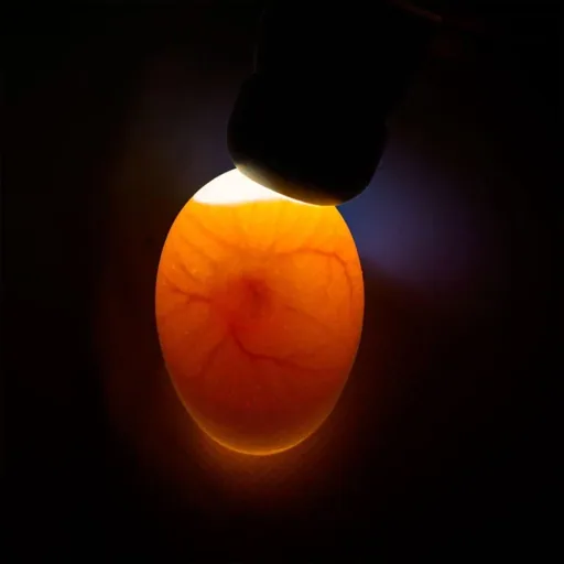 Schierlampe Powerlux mit Hochleistungs LED