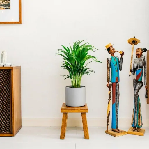 Aufblühende Arecapalme - Goldpalme - Dypsis Lutescens Areca - Groß - 65-70 cm - 1 Stück
