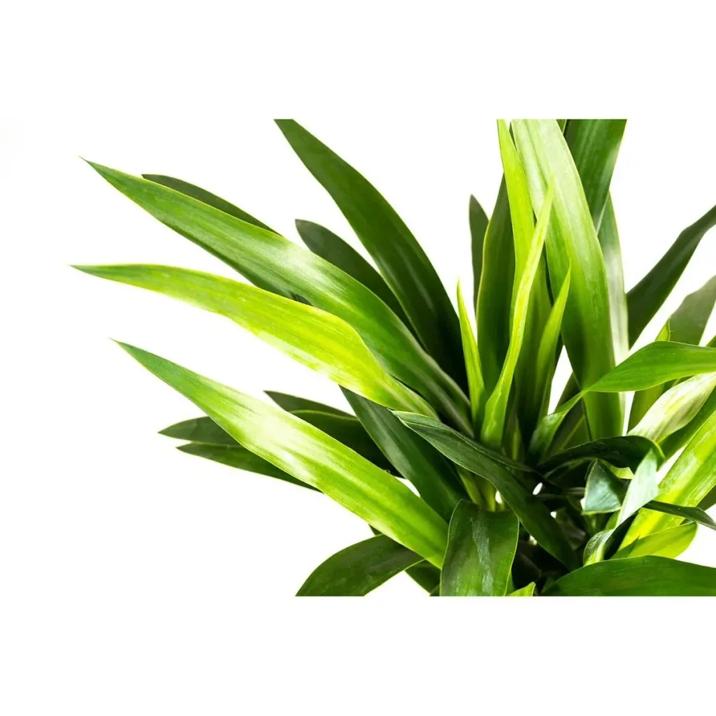 Aufblühende Arecapalme - Goldpalme - Dypsis Lutescens Areca - Groß - 65-70 cm - 1 Stück