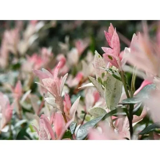 Aufblühende Weide - Salix integra 'Hakuro Nishiki' XXL - 120-140Cm - 4 Stück