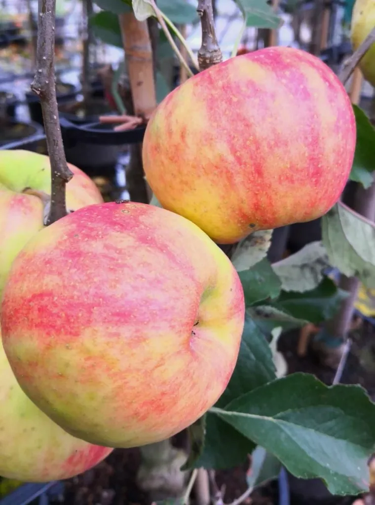 Apfel "Karneval", Busch, im 10L-Container