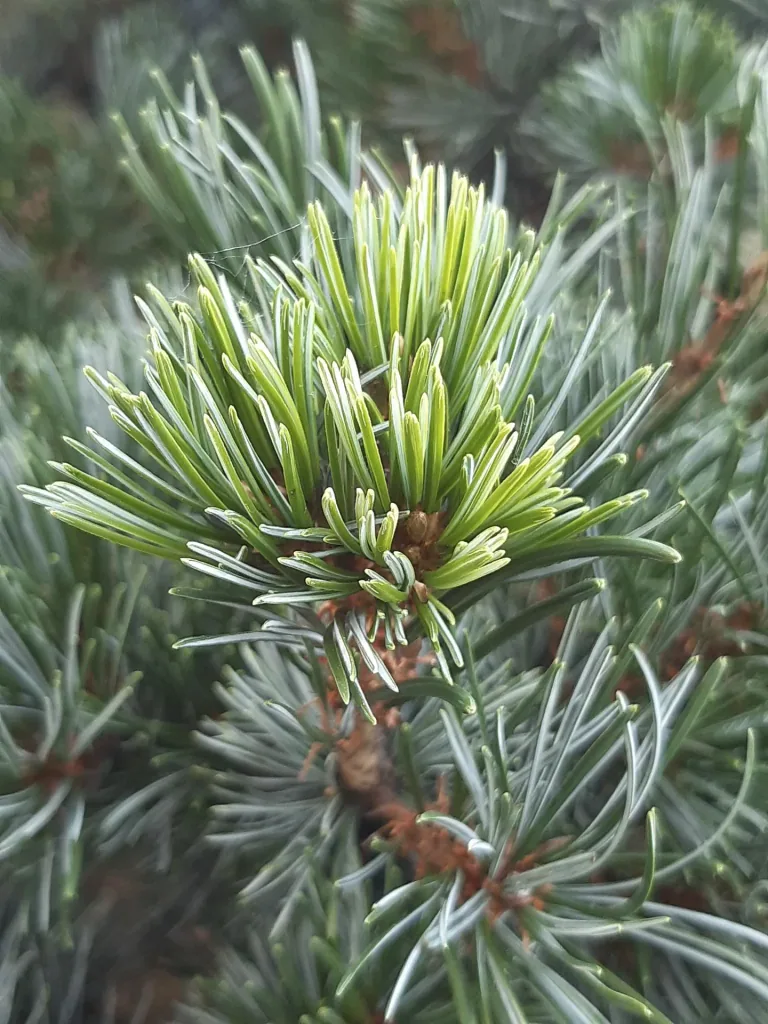 Blaue Mädchenkiefer Negishi - Pinus parviflora - 7.5 L Topf 40-50 cm