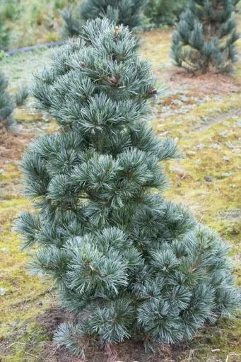 Blaue Mädchenkiefer Negishi - Pinus parviflora - 7.5 L Topf 40-50 cm