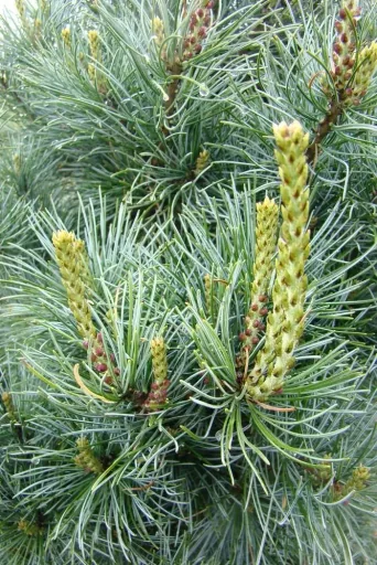 Blaue Mädchenkiefer Negishi - Pinus parviflora - 7.5 L Topf 40-50 cm