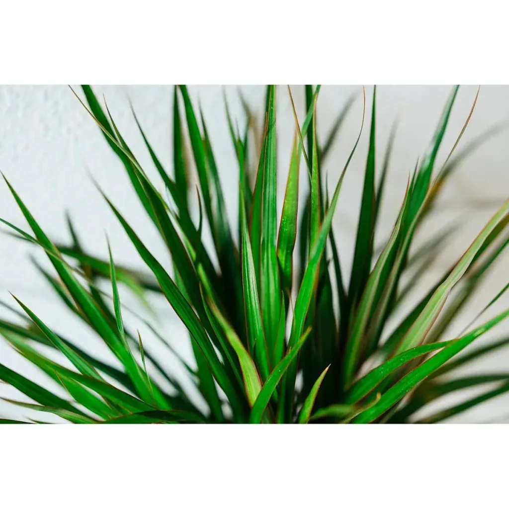 Blühender Drachenbaum - Dracaena Marginata - Groß - 75-80Cm - 2 Stück