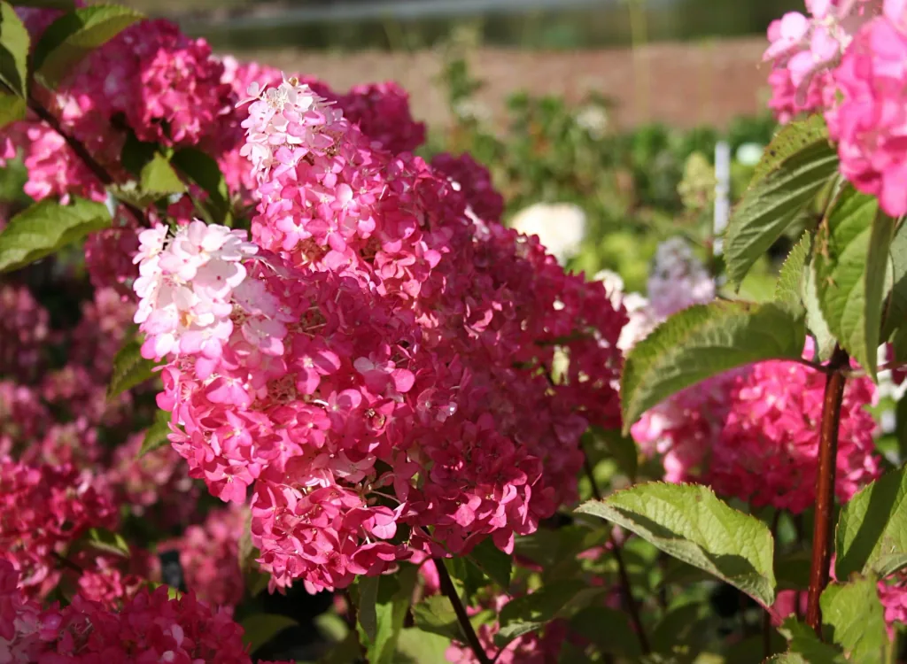 Rispenhortensie Fraise Melba - Hydrangea paniculata - 12 L Topf 60-80 cm