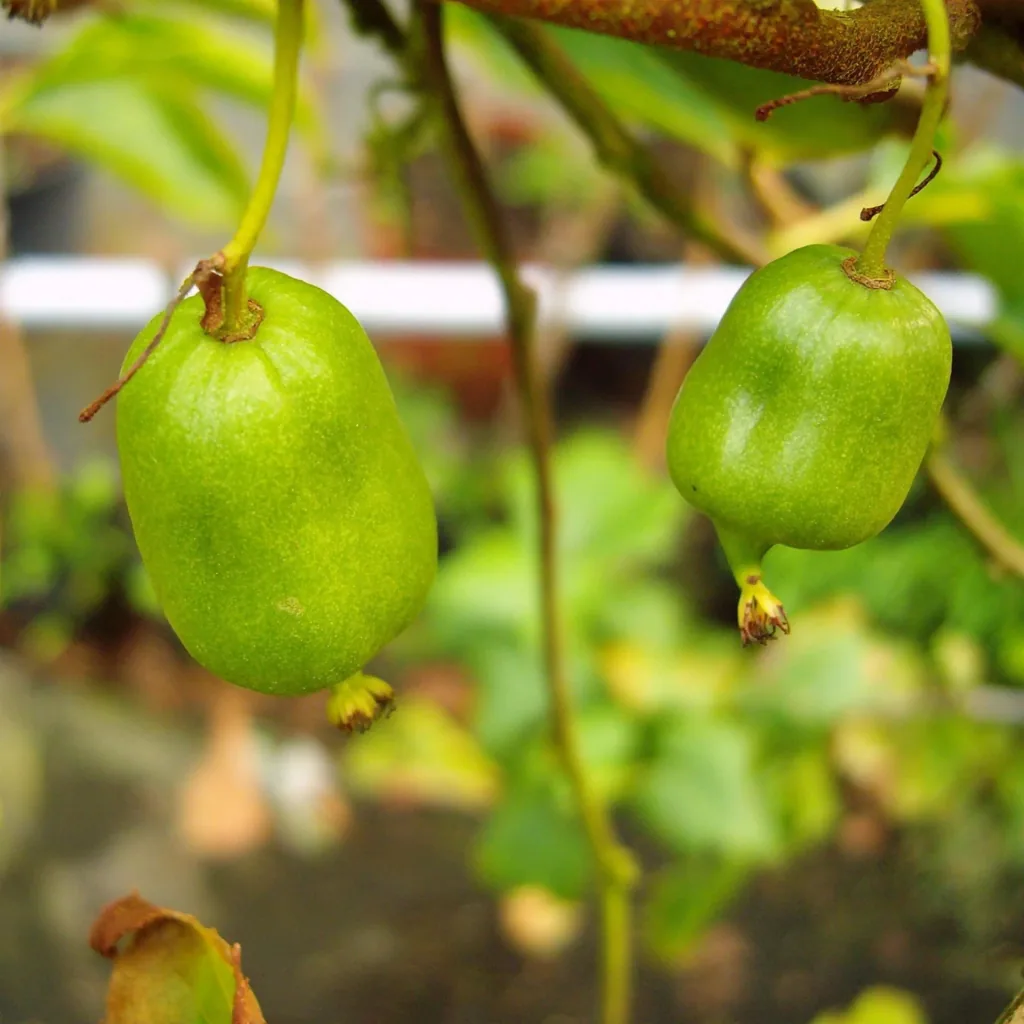Kiwi "Bayernkiwi männlich", 3,5L-Container