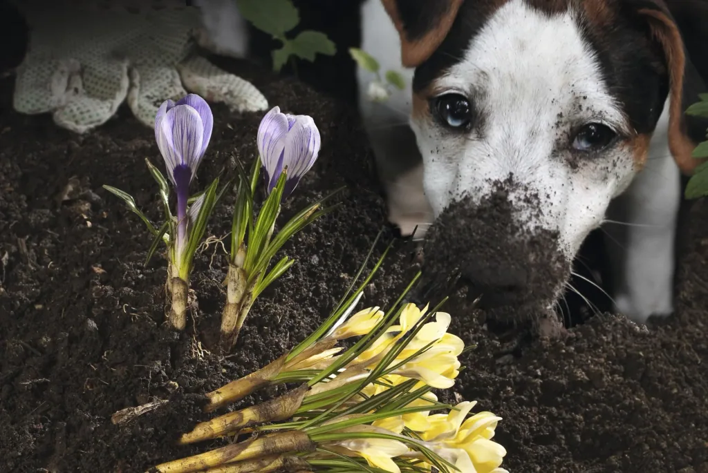 Solar Hunde- und Katzenabwehr