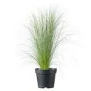 Aufblühendes Set von 8 Stipa Pferdeschwanz-Federgras - 40-50 cm