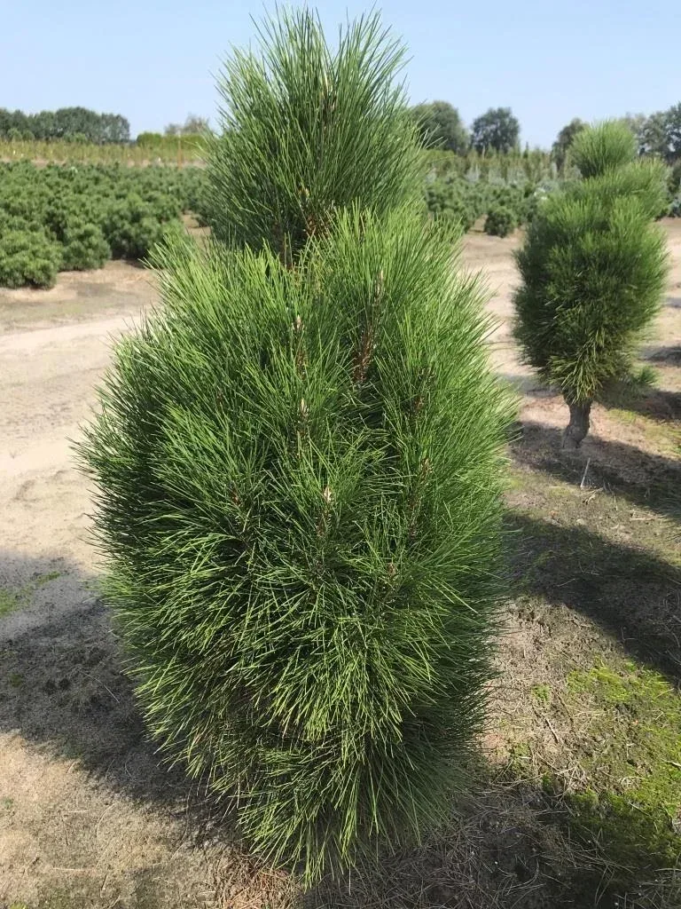 Schwarzkiefer, Pinus nigra "Green Tower", 7,5 Liter Topf, 40-50 cm hoch