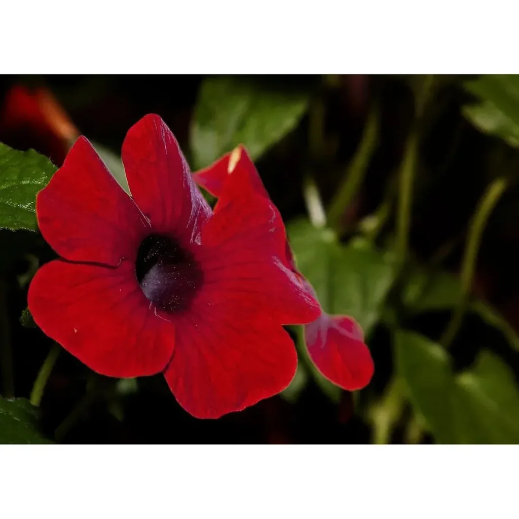 Blühende Thunbergia Set - 6 Stück - 30-38 cm