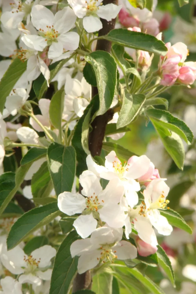 Zierapfel Golden Hornet - Malus - 7 L Topf 80-100 cm