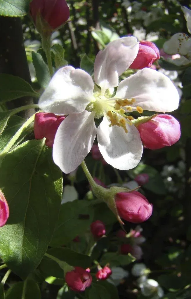Zierapfel Golden Hornet - Malus - 7 L Topf 80-100 cm