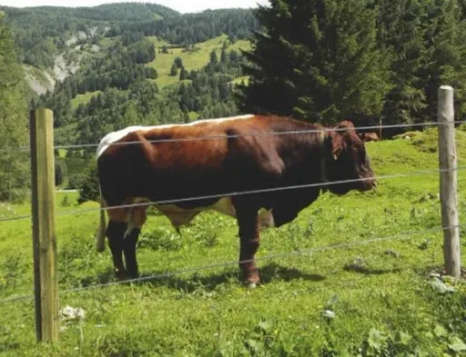 Holz Zaunpfähle 8 x 200 cm, 30 Stück - ideal für den Zaunbau