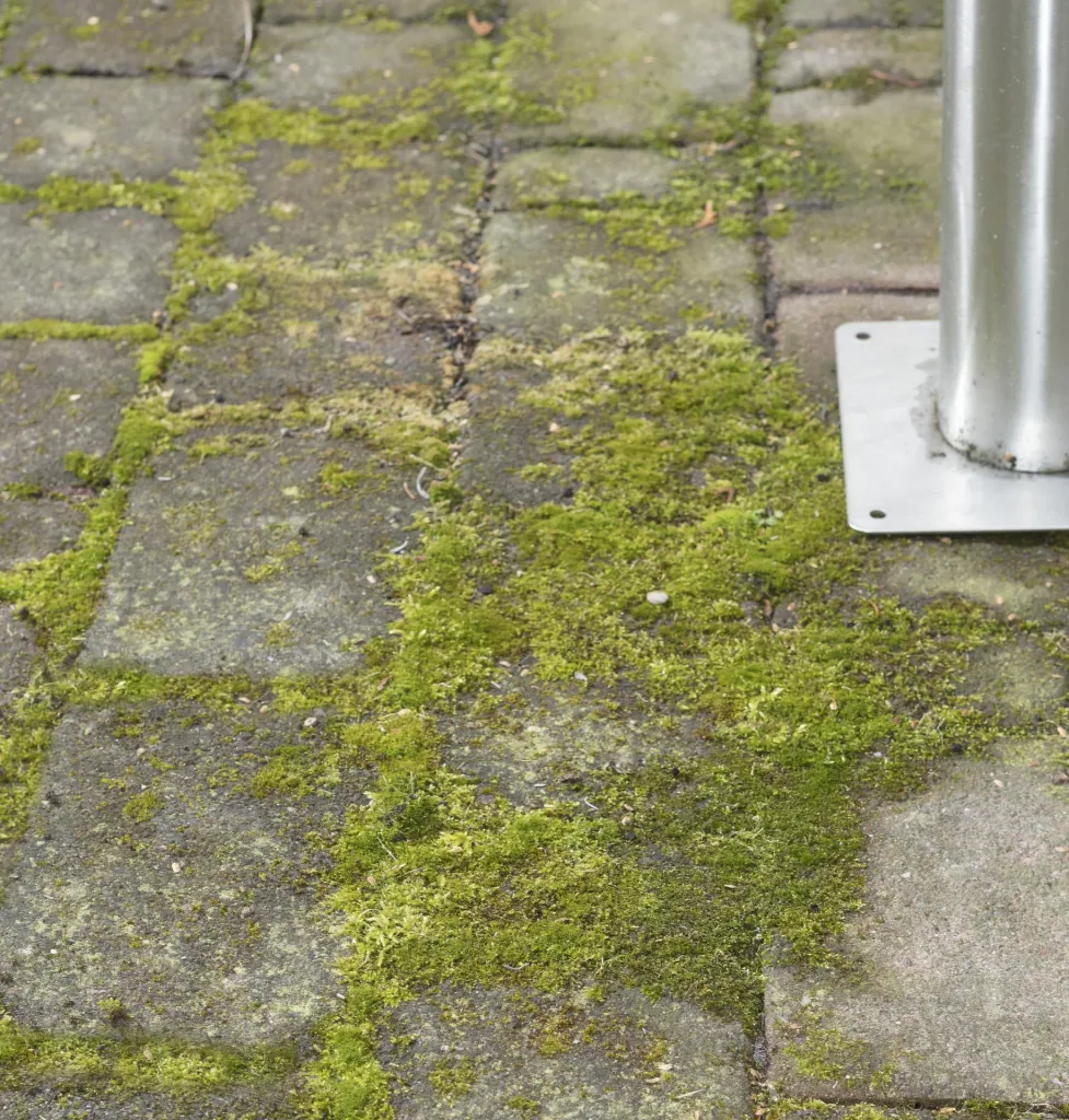 3 in 1 Garten-Unkraut-Bürsten Set - teleskopierbar