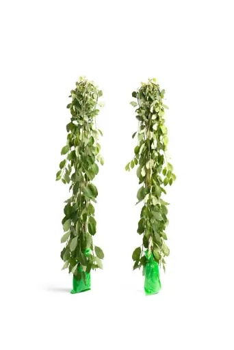Flower-up 2er-Set XXL-Trauerweiden 120 - 140 cm