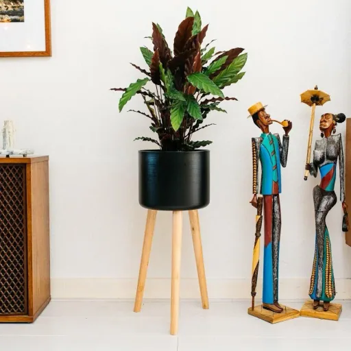 Aufblühende Pfauenpflanze - Calathea Rufibarba - Groß - 50-60cm - 1 Stück