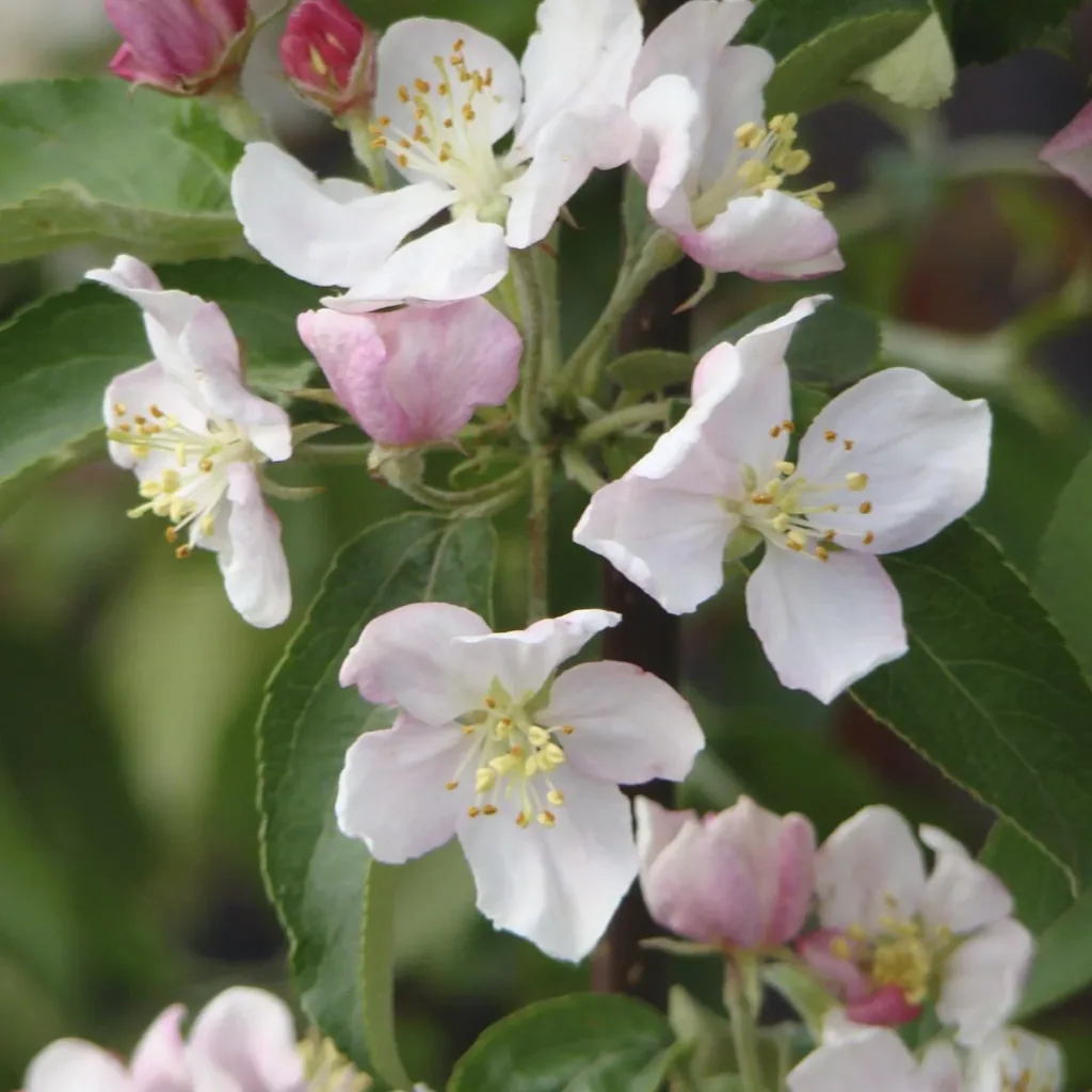 Zierapfel Evereste - Malus - Stamm 20 L Topf Stammhöhe 120 cm