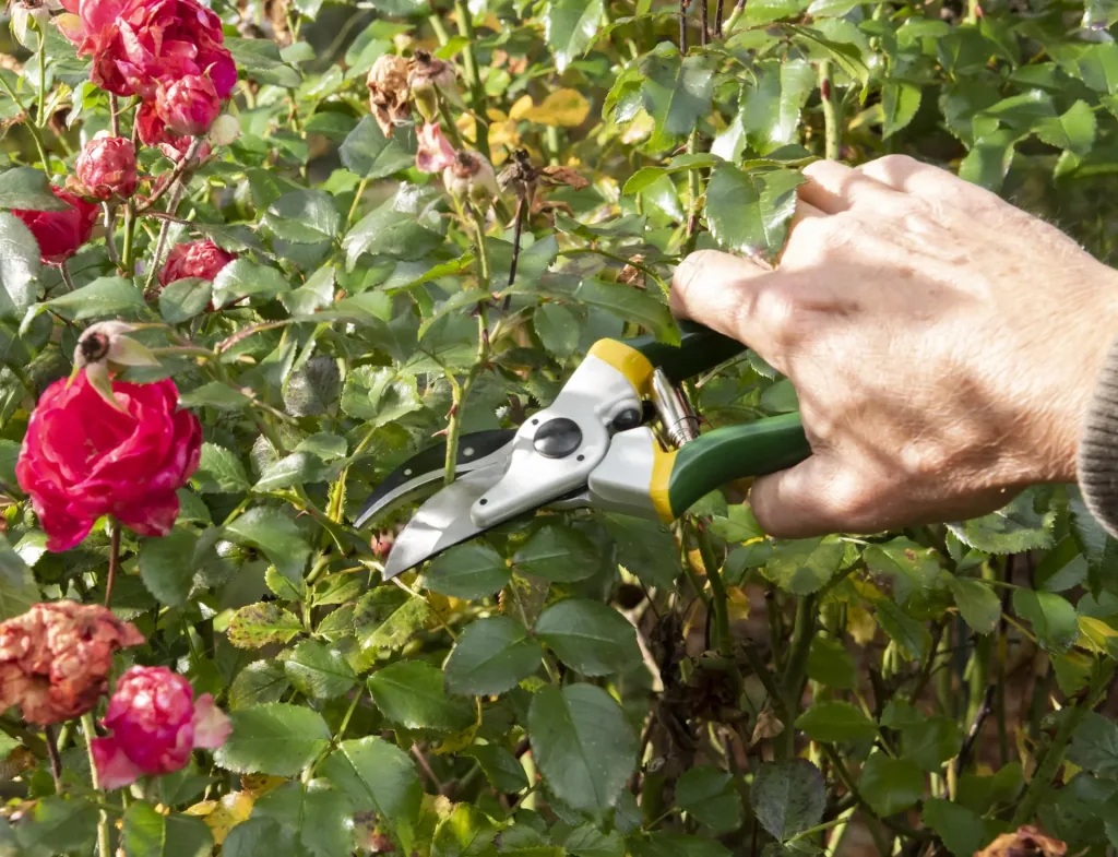 Einhand-Gartenschere, Classic