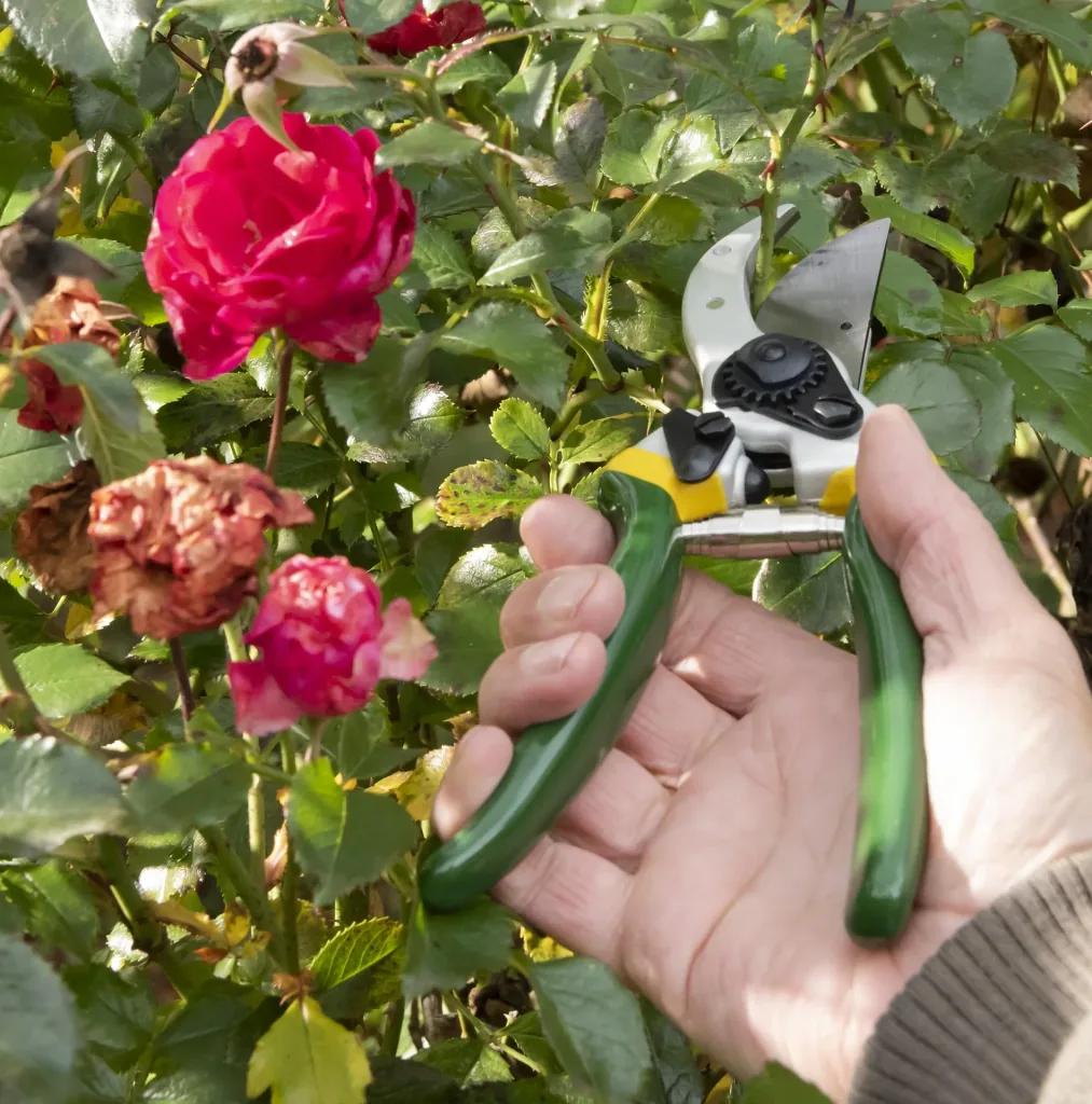 Einhand-Gartenschere, Classic