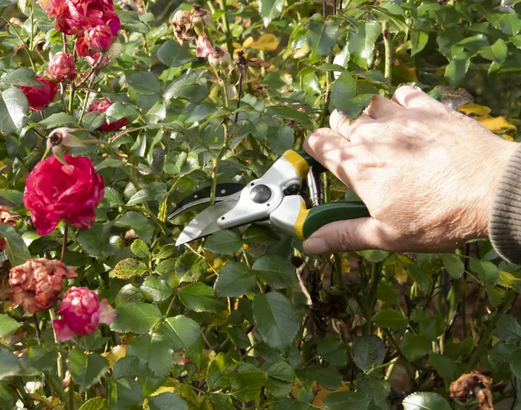 Einhand-Gartenschere, Classic
