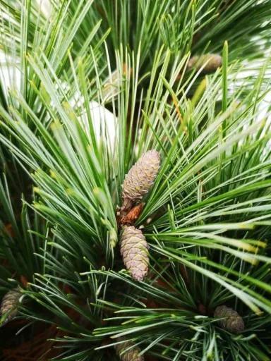 Seidenkiefer, Pinus strobus "Macopin", 7,5 Liter Topf, 30-40 cm hoch