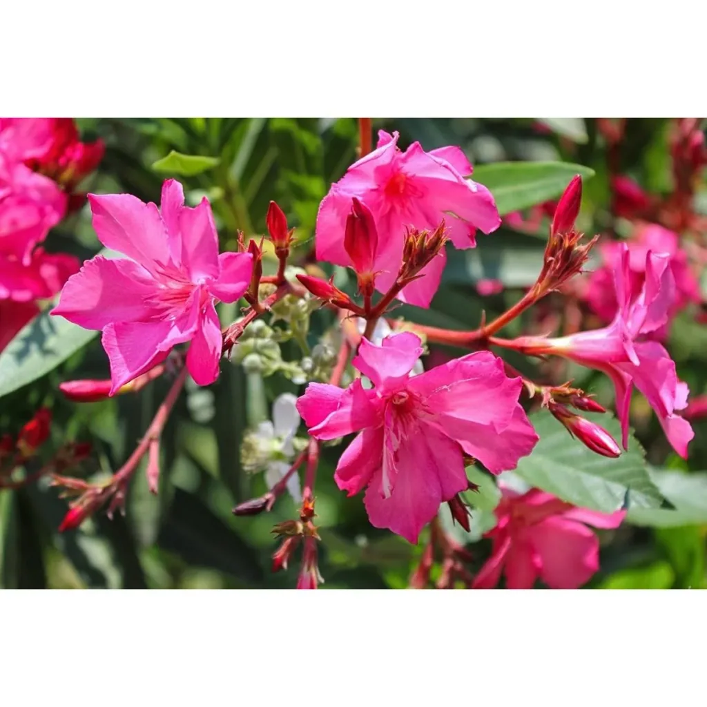 Blühendes Thunbergia-Set - 3 Stück - 30-38 cm
