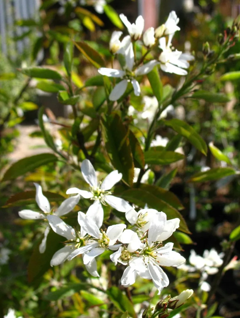 Felsenbirne "Honewood", im 5L-Container, bis ca. 2,5 Meter
