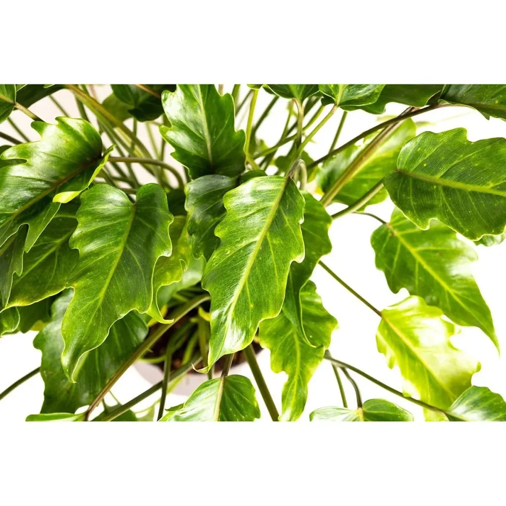 Blüte up Philodendron Xanadu Large - 60-70Cm - 1 Stück