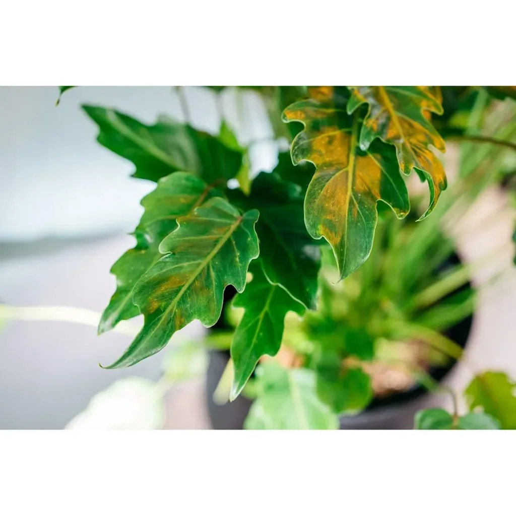 Blüte up Philodendron Xanadu Large - 60-70Cm - 1 Stück