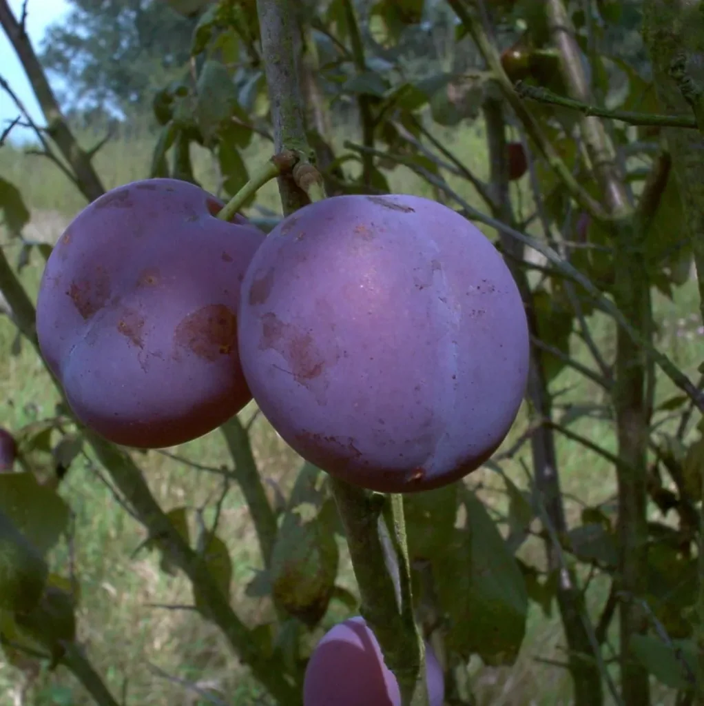 Pflaume "Bühler Frühzwetsche" Busch, im 10L-Container, süß, saftig, gut steinlösend