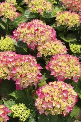Bauernhortensie rot Hydrangea macrophylla - 7.5 L Topf 40-60 cm