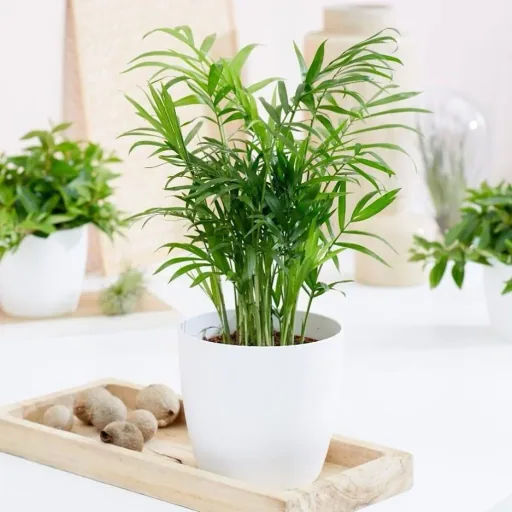 Aufblühende mexikanische Bergpalme - Chamaedorea Elegans - Groß - 50-60Cm - 1 Stück
