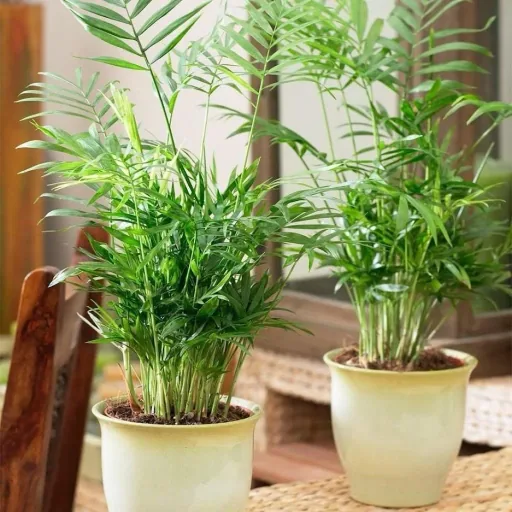 Aufblühende mexikanische Bergpalme - Chamaedorea Elegans - Groß - 50-60Cm - 1 Stück
