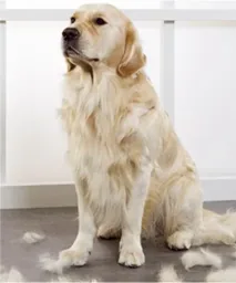 Tierpflegebürste 3 in 1, Hundezubehör