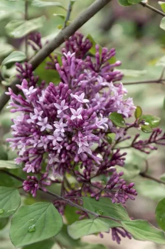 Meyer´s Flieder, Syringa meyeri "Dark Purple" -S-, 4,6L Topf, 40-60 cm hoch, 2er-Set