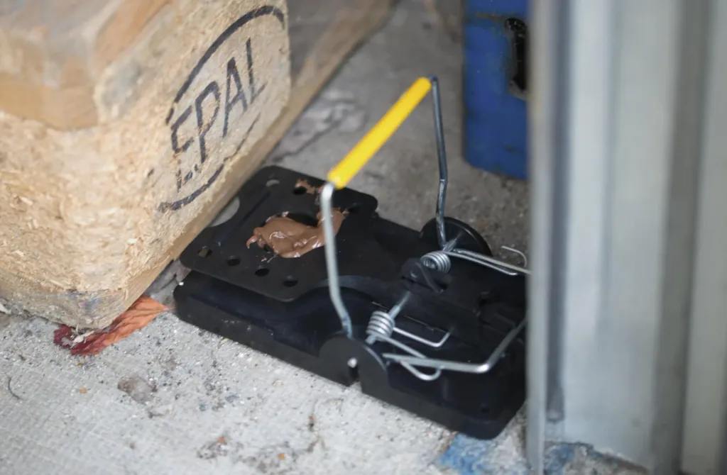 Schlagrattenfalle 5er Set