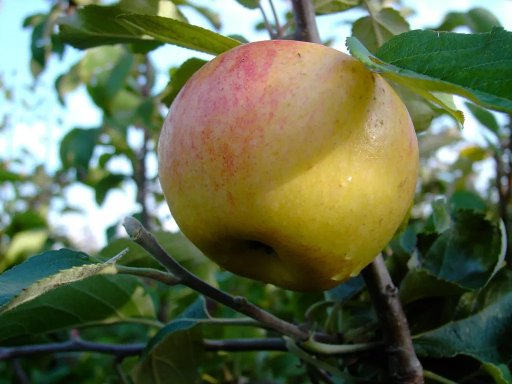Apfel "Idared + Dülmener" 2 Sorten auf einem Stamm, im 10L-Container