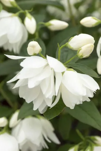 Gartenjasmin Snowbelle - Philadelphus - 7.5 L Topf 80-100 cm