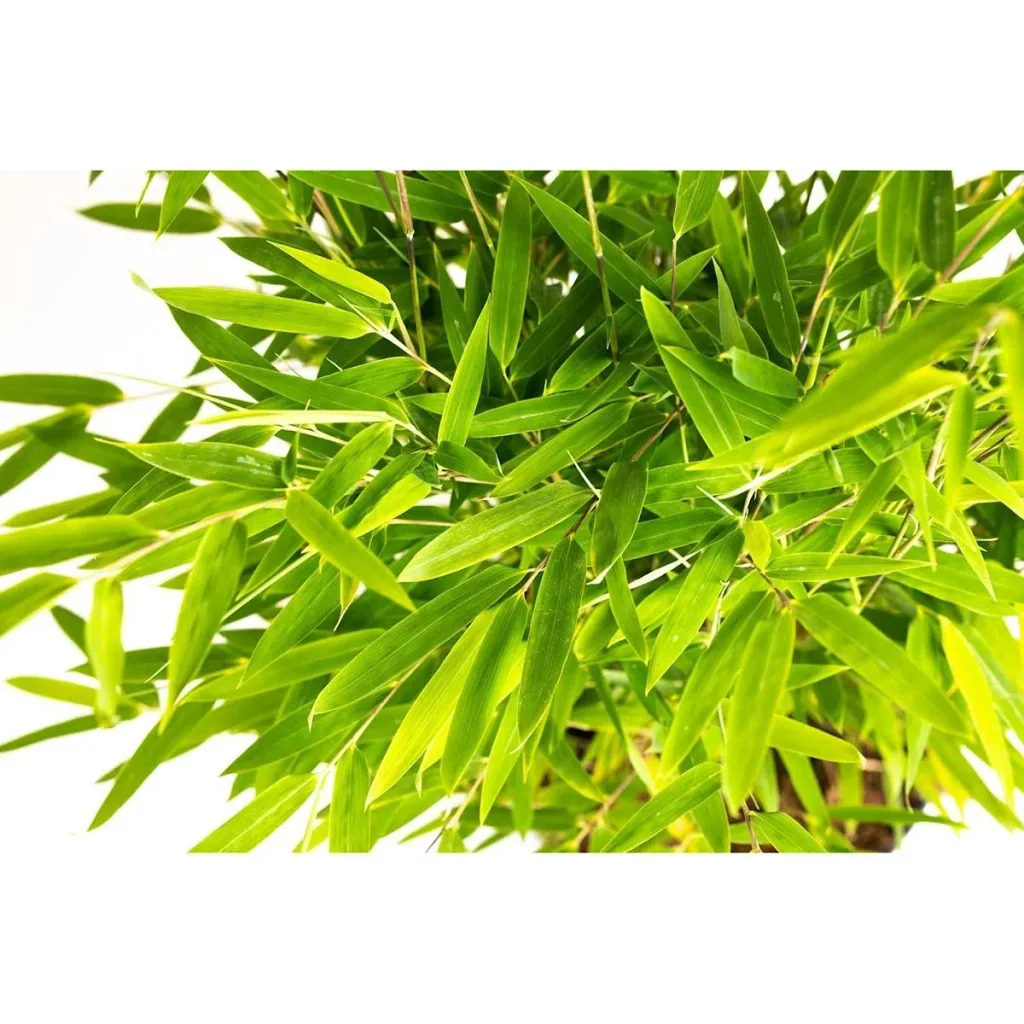 Flower-up Bamboo "Nicht verrottend" Medium - Fargesia - 40-60Cm - 2 Stück