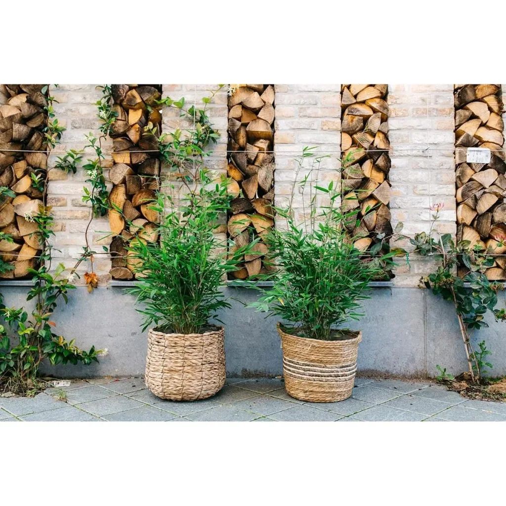 Flower-up Bamboo "Nicht verrottend" Medium - Fargesia - 40-60Cm - 2 Stück