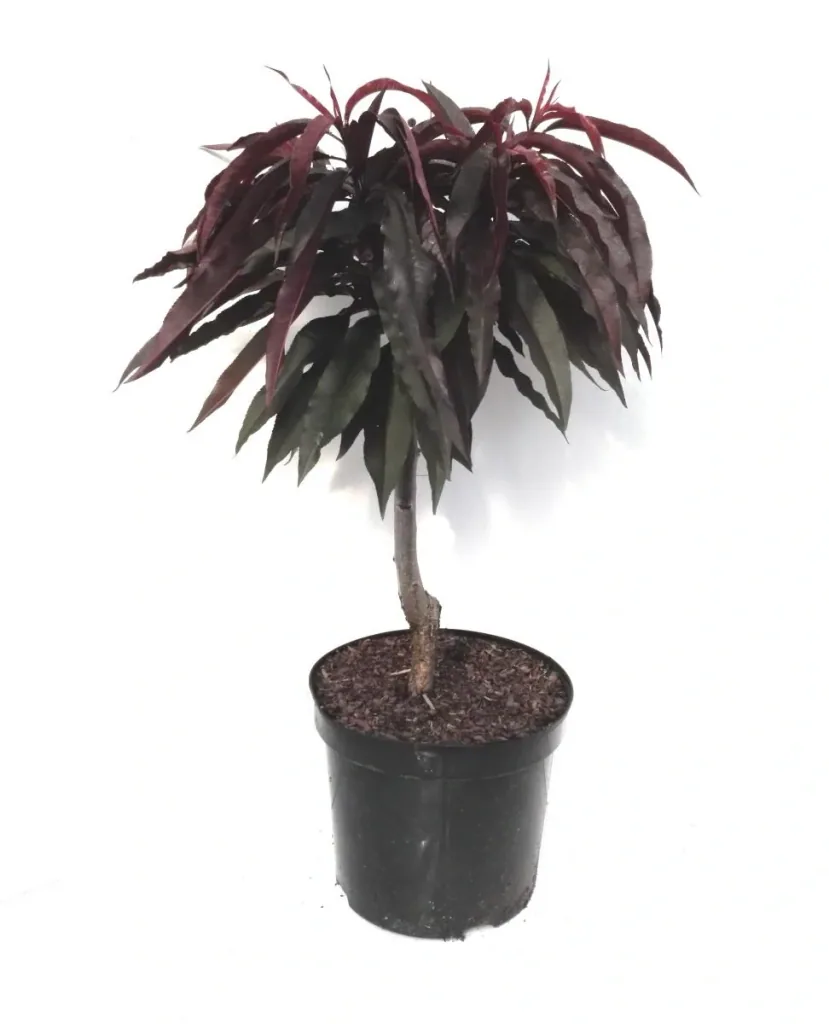 Zwergpfirsich "Crimson´Rotlaub", 7,5L-Container, köstliche, dunkelrote Früchte