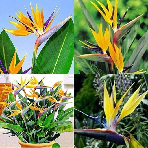 Flower-up Exotische Paradiesvogelpflanze - Strelitzia reginae - 3 Stück - 25-38cm - für drinnen und draußen