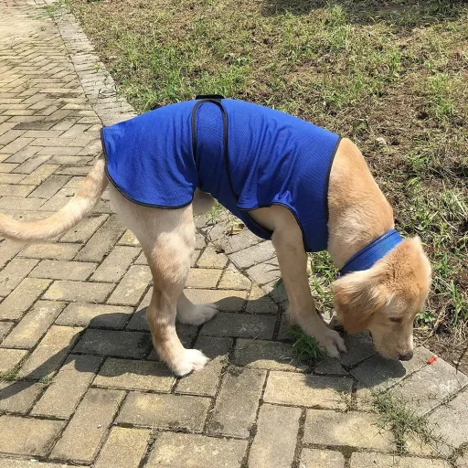 Hunde Kühlweste Kühljacke Cooling Vest schnelle Abkühlung Polyester Blau Ø50 x 50 cm